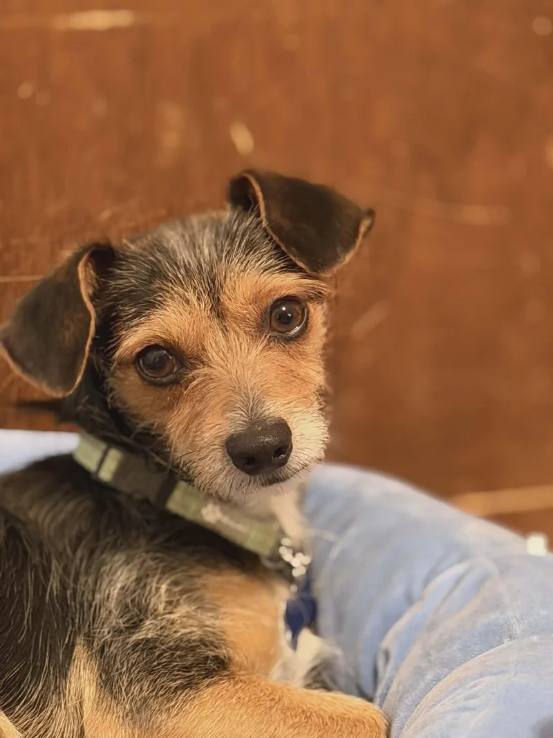 Sullivan thumbnail 3