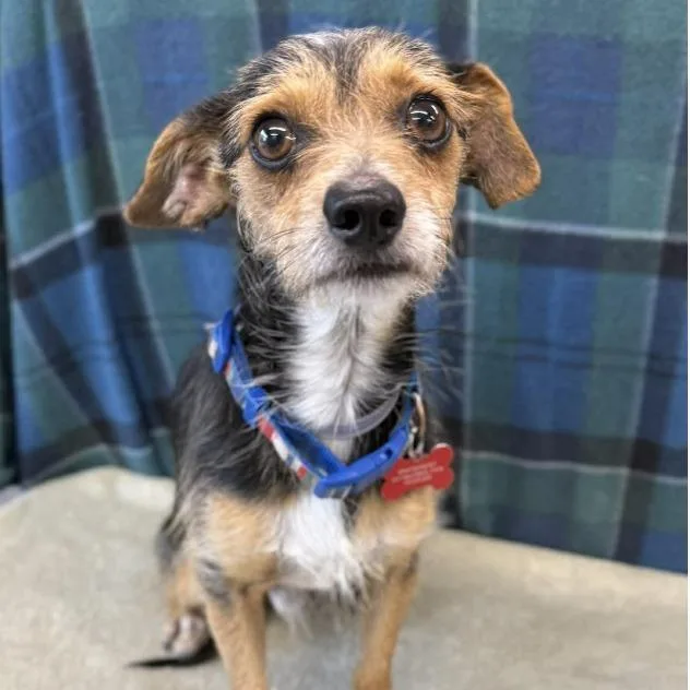 Sullivan thumbnail 4