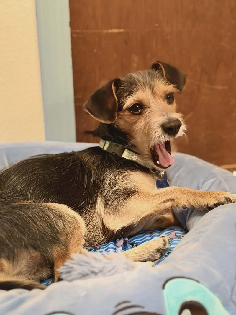 Sullivan thumbnail 5