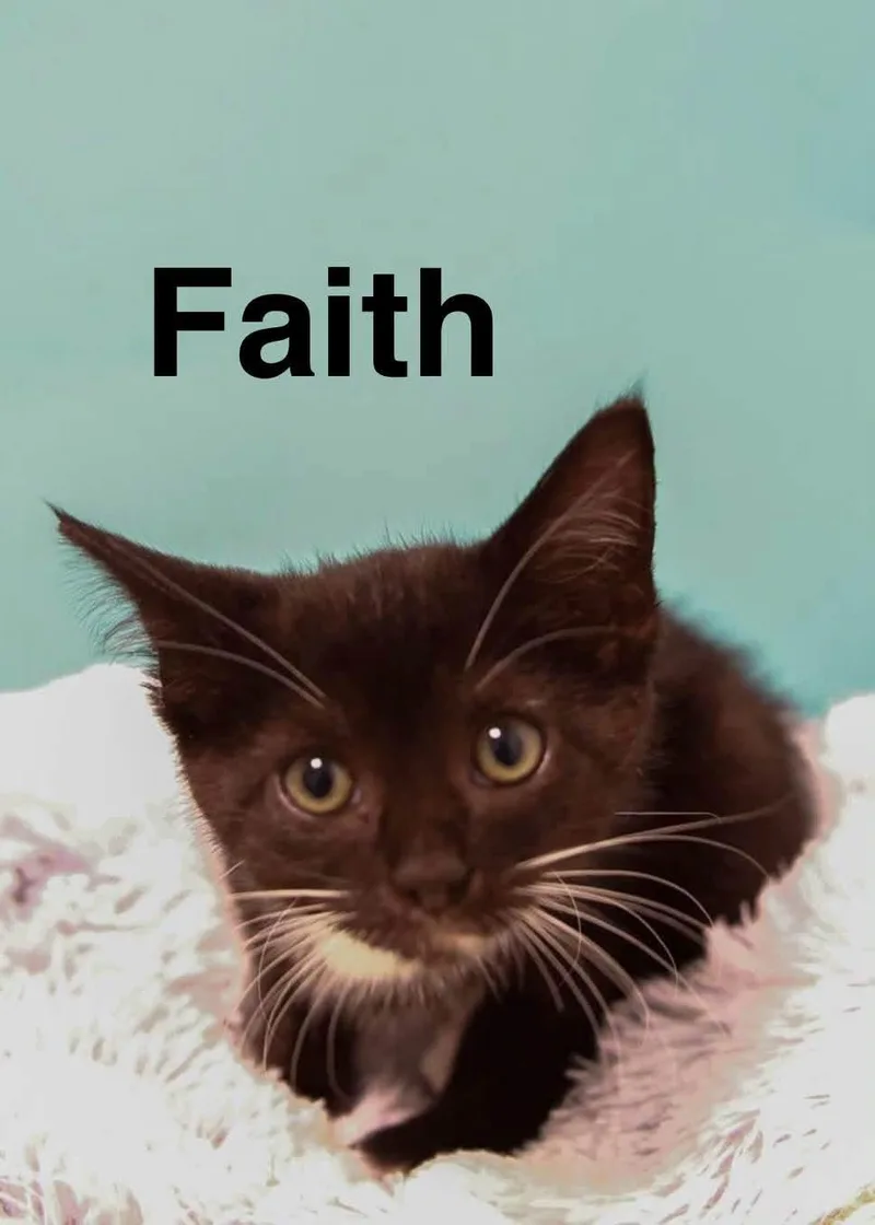 A baby medium-sized female Black & White / Tuxedo Domestic Short Hair cat named Faith for adoption in Loogootee, IN