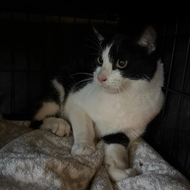 Unsinkable Sam thumbnail 2