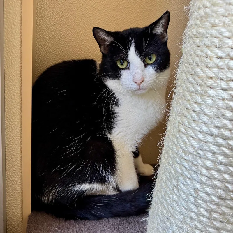 Unsinkable Sam thumbnail 3