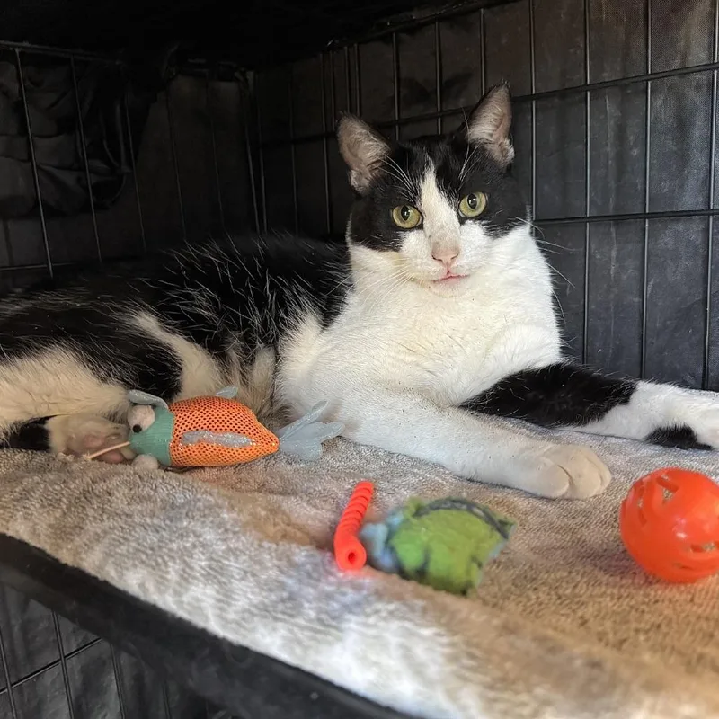 Unsinkable Sam thumbnail 4