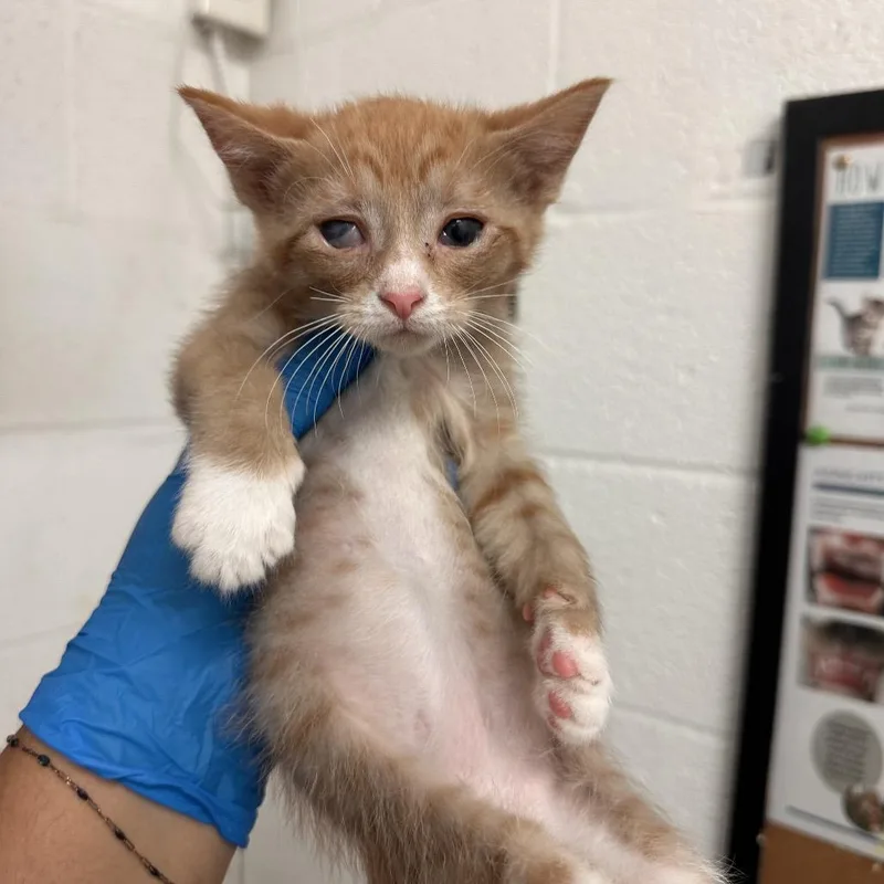 A baby small-sized male Orange / Red Domestic Short Hair cat named Uno for adoption in Edinburg, TX