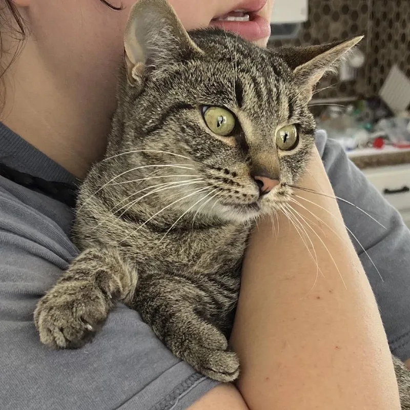 A young medium-sized female Gray / Blue / Silver Domestic Short Hair cat named Sunlight for adoption in Chapel Hill, NC