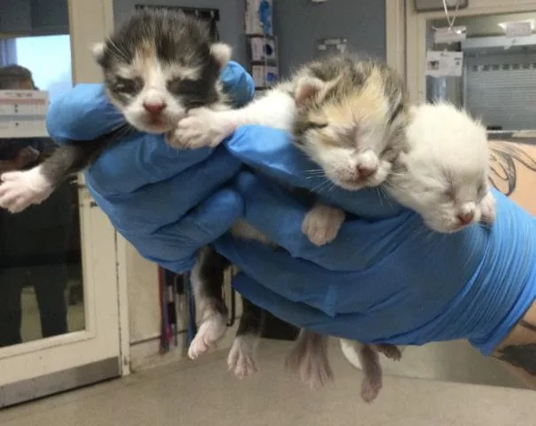 A baby small-sized female Domestic Short Hair cat named Mochi for adoption in Riverside, CA