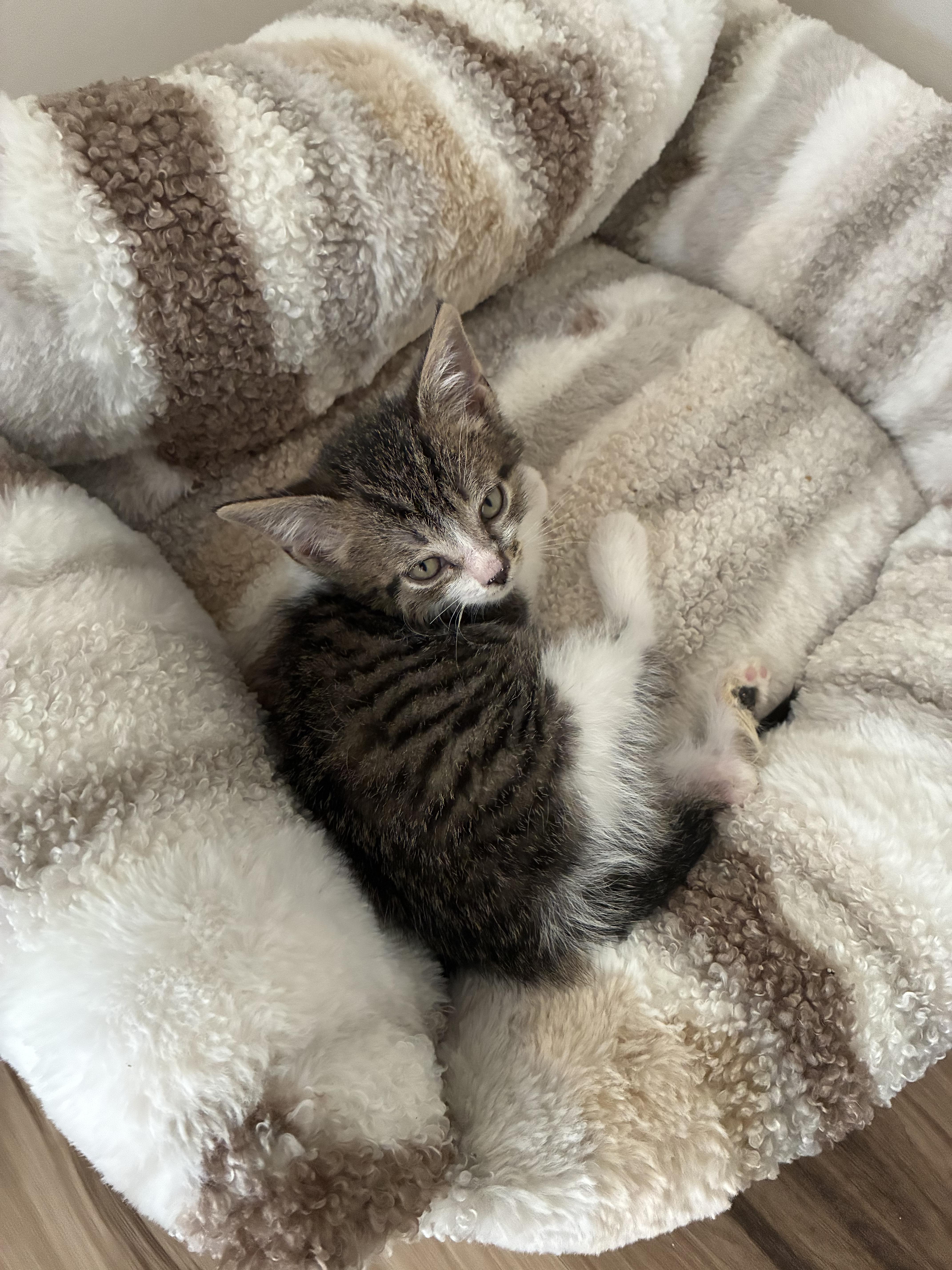 A baby small-sized male Domestic Short Hair cat named Bogie for adoption in Brockport, NY