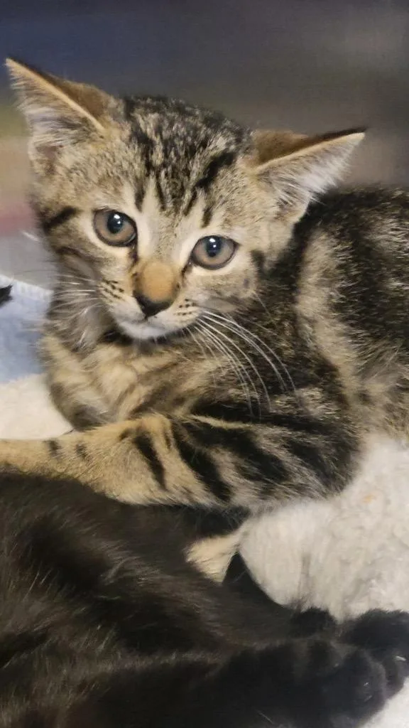 A baby large-sized male Domestic Short Hair cat named Sarge for adoption in Metter, GA
