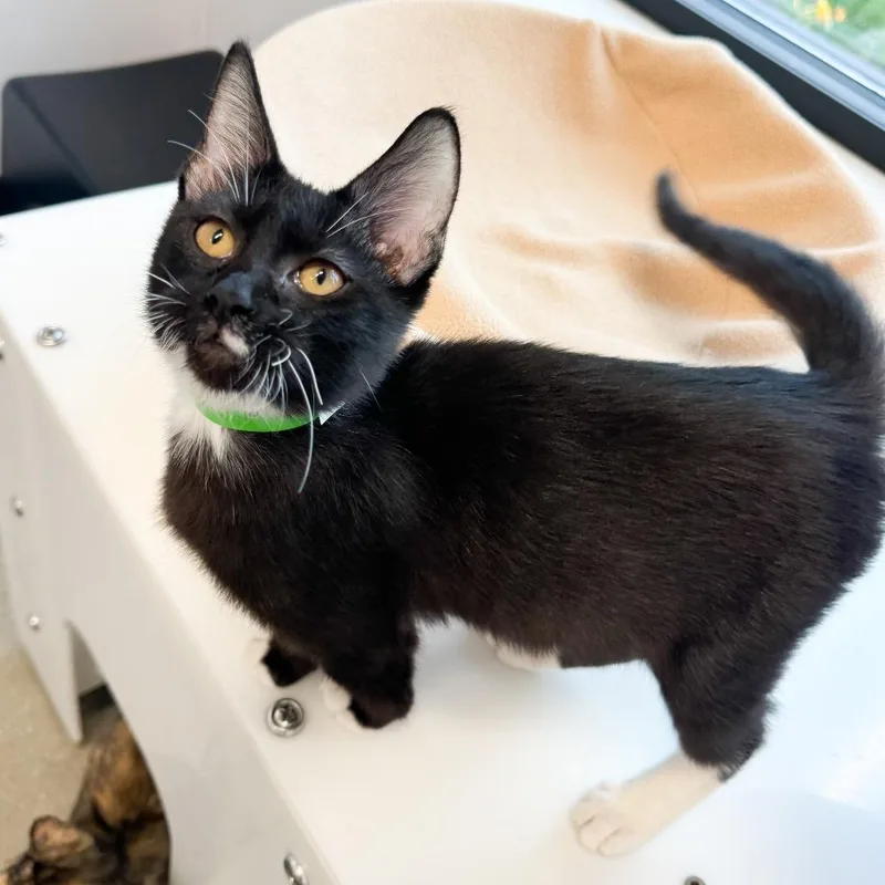 A young small-sized male Black Domestic Short Hair cat named Check Engine for adoption in Fort Wayne, IN