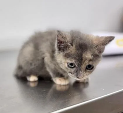 A baby small-sized female Dilute Tortoiseshell Domestic Short Hair cat named Zoey for adoption in Bishop, GA