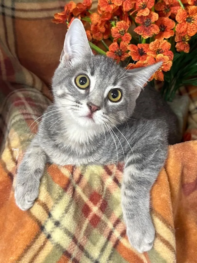 A baby small-sized female Domestic Short Hair cat named Canna for adoption in Stillwater, OK