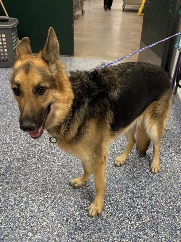 An adult large-sized female German Shepherd Dog dog named Nora for adoption in Thousand Palms, CA