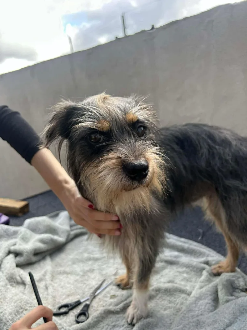 A baby small-sized male Yorkshire Terrier dog named Coco for adoption in Carmel, NY