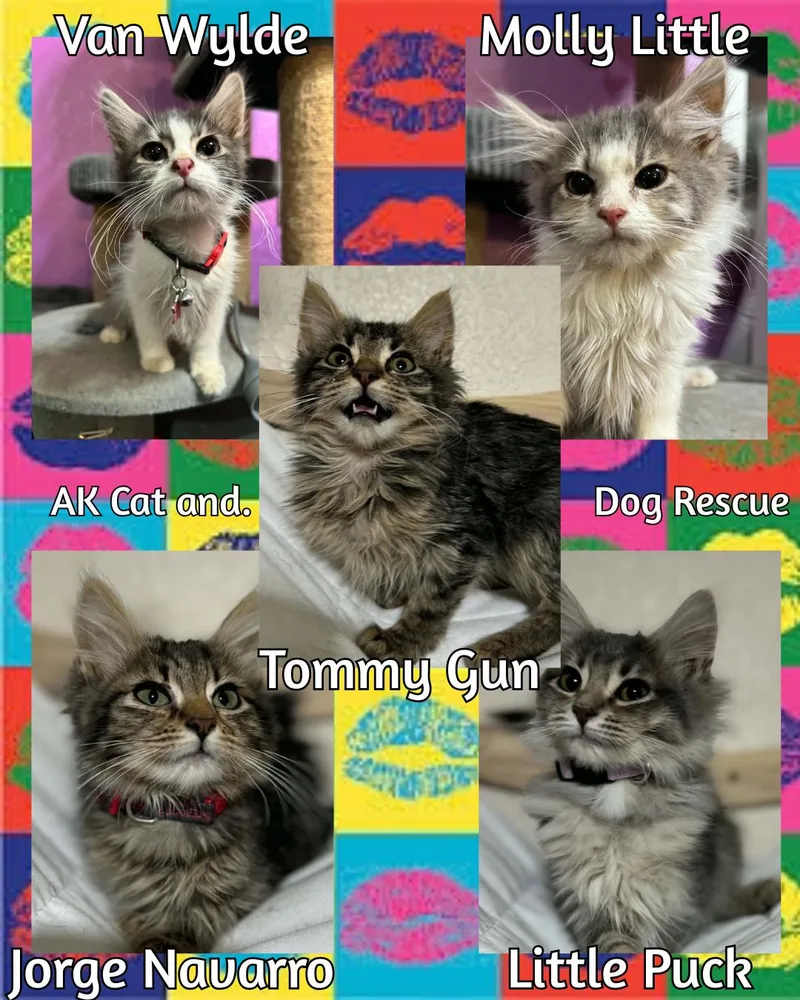 A baby small-sized female Domestic Long Hair cat named Molly Little for adoption in Wasilla, AK