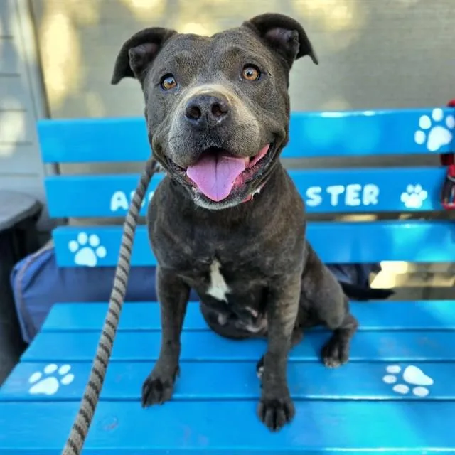 An adult medium-sized female Staffordshire Bull Terrier dog named Lacey for adoption in Long Beach, CA