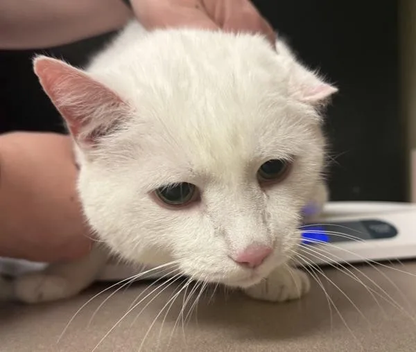 An adult small-sized male Domestic Short Hair cat named Anemones for adoption in Salisbury, MD
