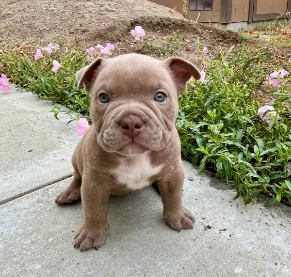 A baby medium-sized female American Bulldog dog named Ivy for adoption in Orange, CA