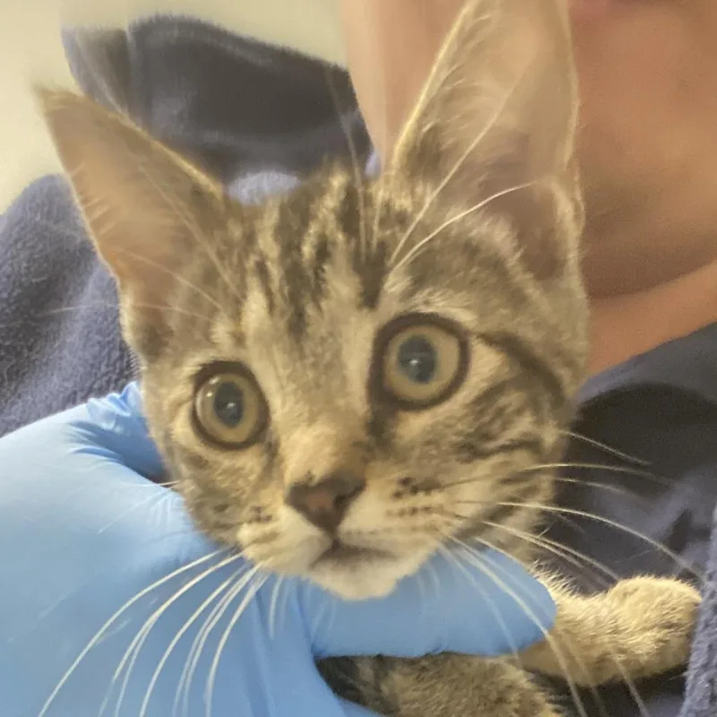 A baby small-sized female Brown / Chocolate Domestic Short Hair cat named 72167 for adoption in Harrisonburg, VA