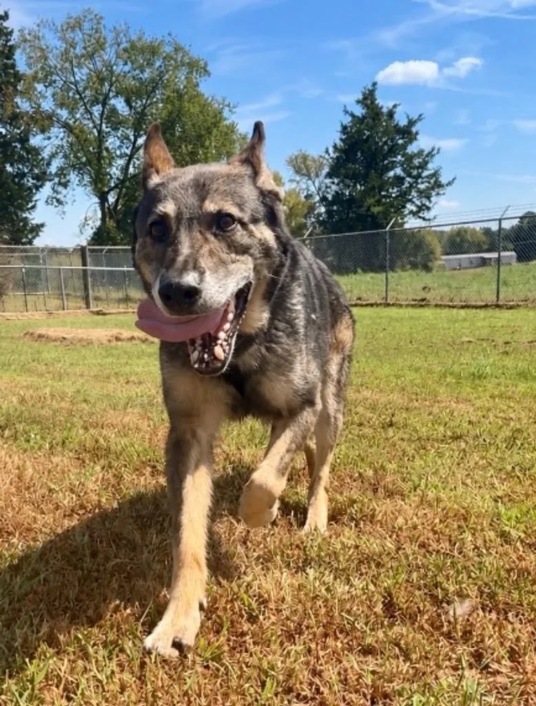 An adult large-sized female German Shepherd Dog dog named Honor for adoption in Chickamauga , GA