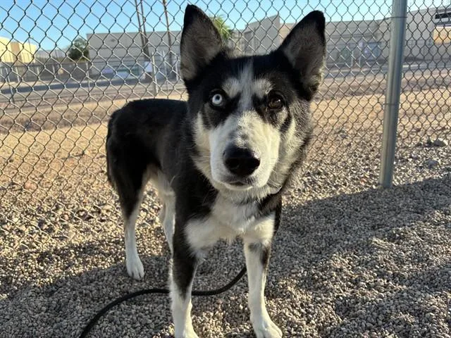 A young large-sized male Husky dog named Waffles for adoption in Mesa, AZ
