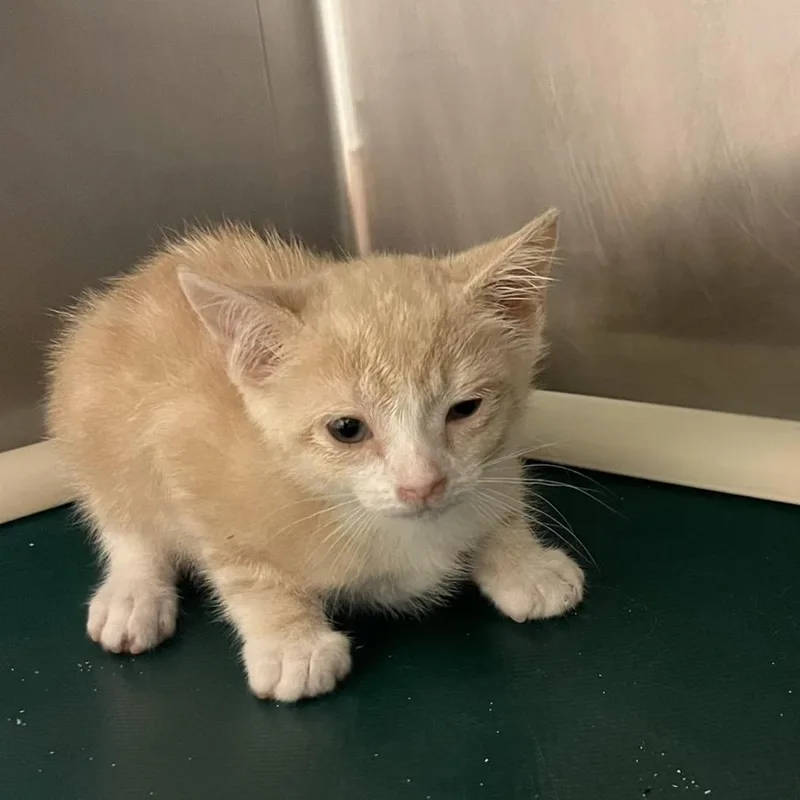 A baby small-sized female Buff / Tan / Fawn Domestic Short Hair cat named Kane for adoption in Hamilton, GA