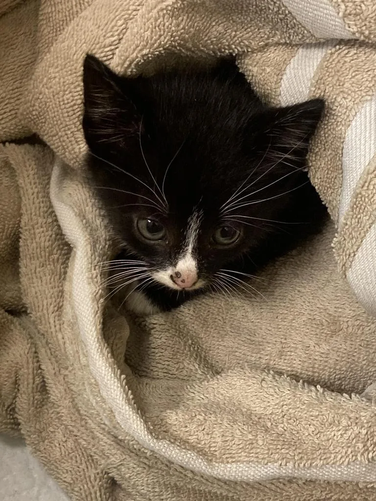 A baby medium-sized male Domestic Short Hair cat named Quahog for adoption in Burnsville, NC