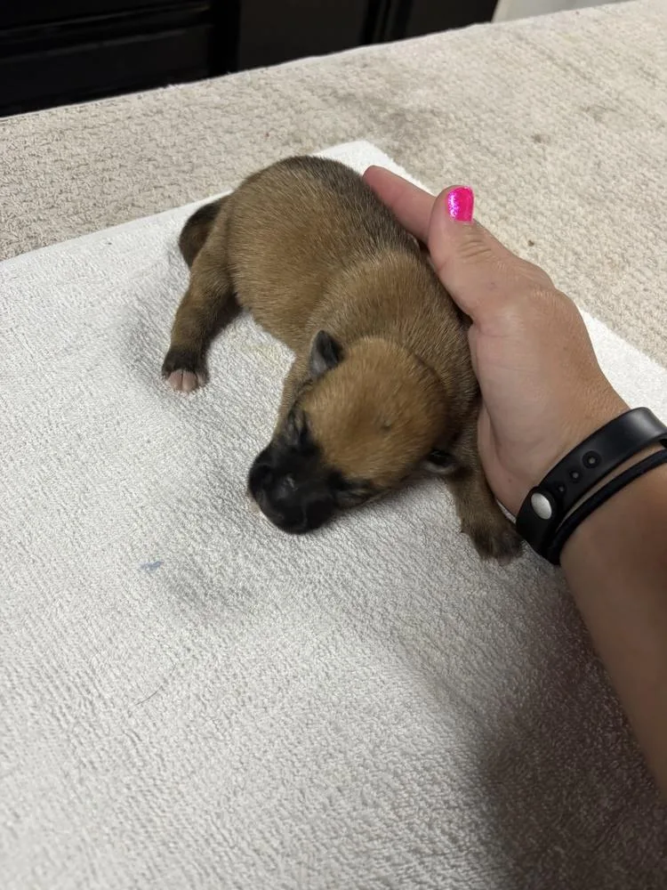 A baby small-sized female Brown / Chocolate Belgian Shepherd / Malinois dog named High Octane Lotus  for adoption in Imlay City, MI