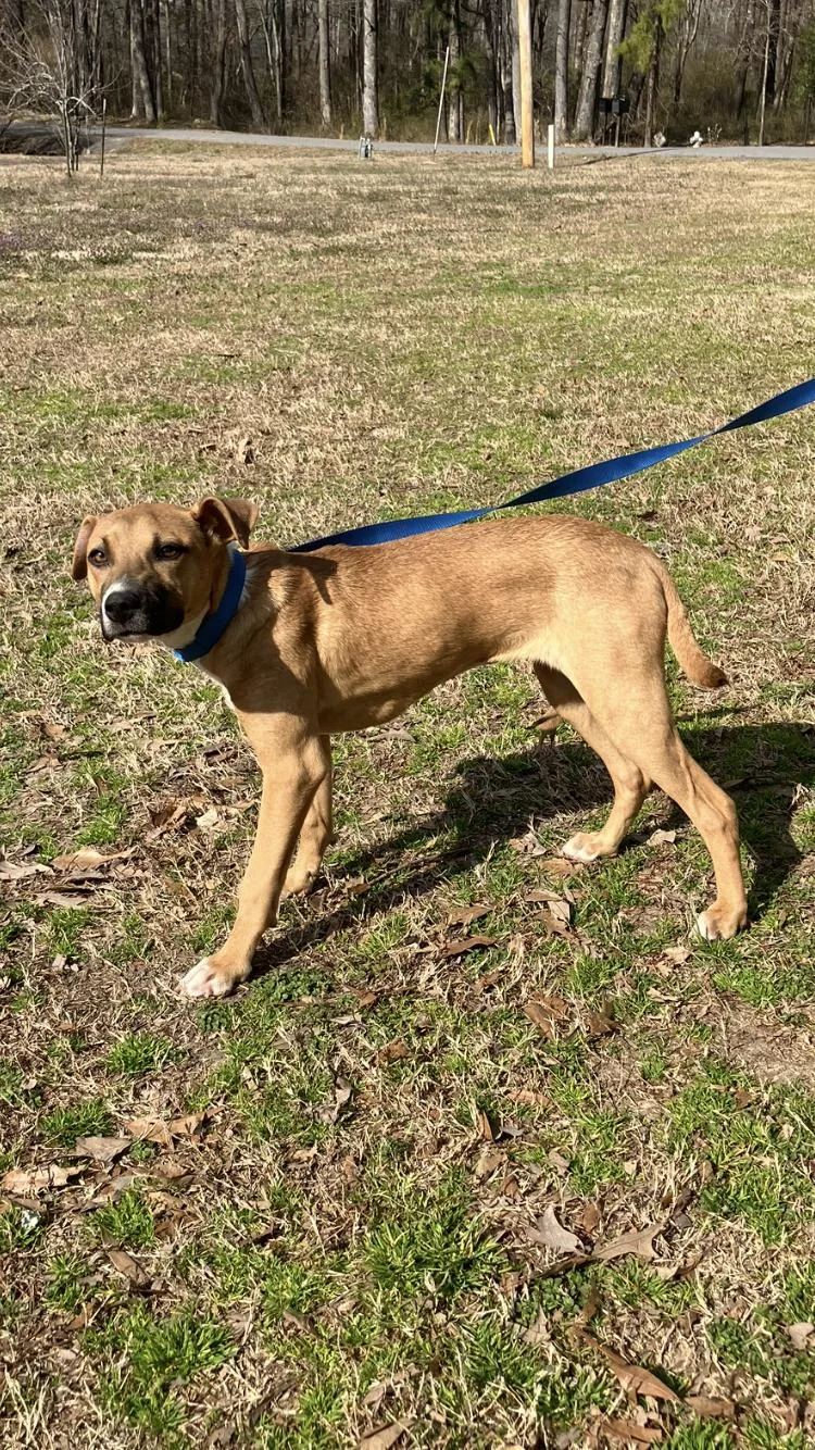A baby medium-sized female Yellow / Tan / Blond / Fawn Labrador Retriever dog named Ava for adoption in Medfield, MA