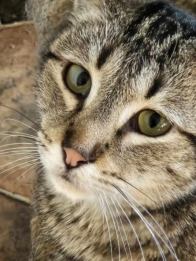 A young medium-sized female Domestic Short Hair cat named Misty for adoption in Oakville, CT