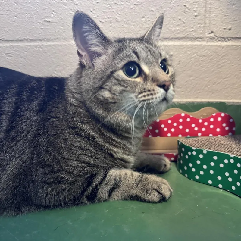 An adult large-sized male Brown / Chocolate Domestic Short Hair cat named Leonardo DeCatprio for adoption in South Haven, MI