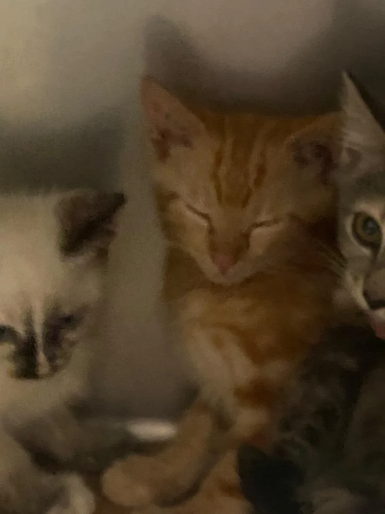 A baby large-sized male Domestic Short Hair cat named Wallace for adoption in Cartersville , GA