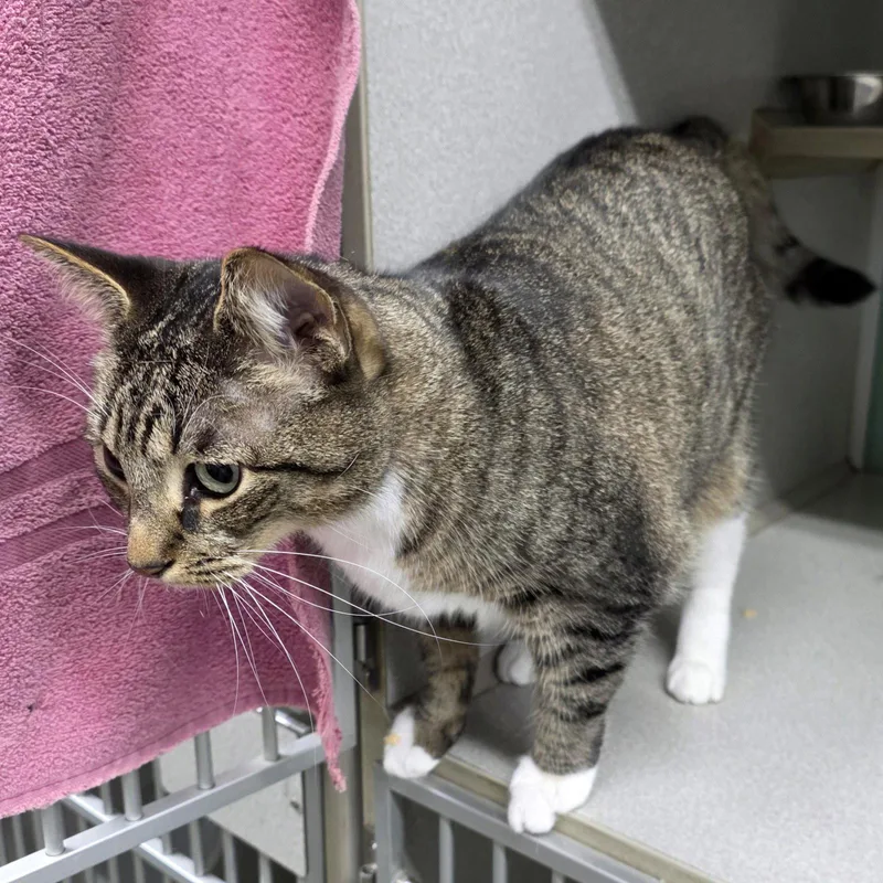 An adult medium-sized female Domestic Short Hair cat named Annabelle for adoption in Magnolia Springs, AL