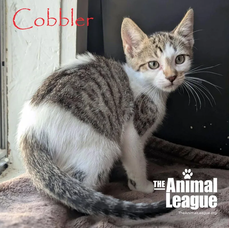 A baby medium-sized male White Domestic Short Hair cat named Cobbler for adoption in Groveland, FL