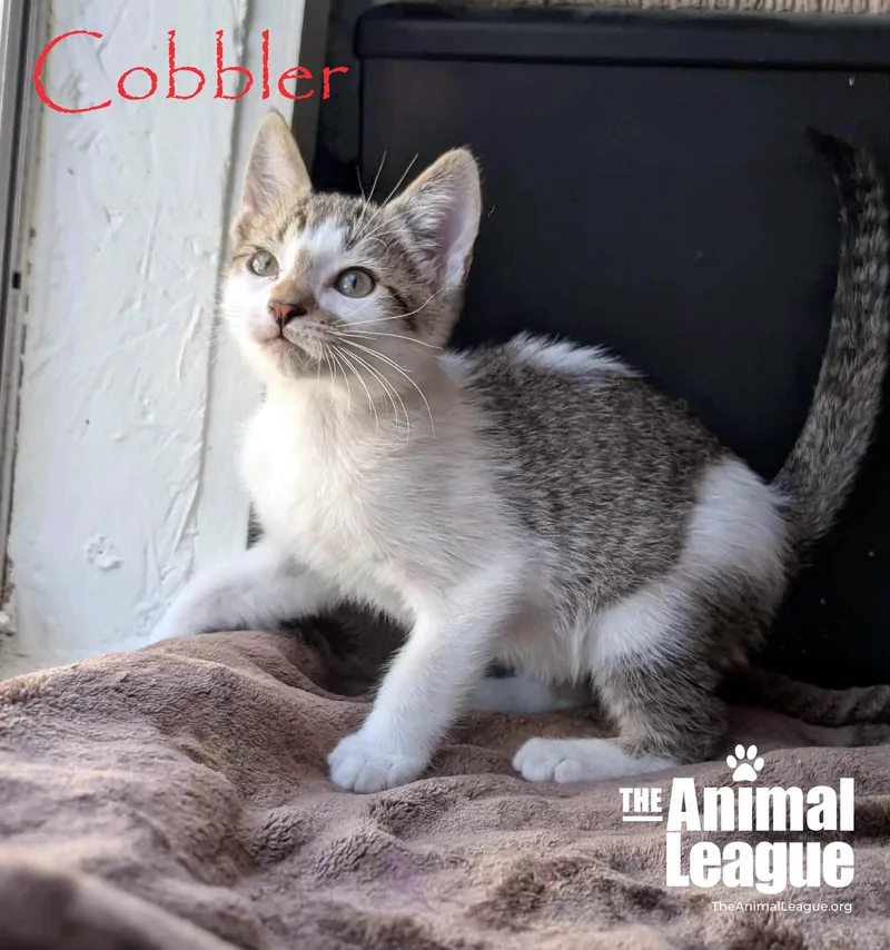 Cobbler thumbnail 2