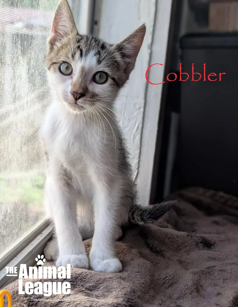 Cobbler thumbnail 4