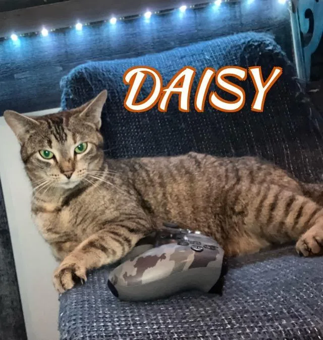 An adult medium-sized female Brown / Chocolate Tiger cat named Daisy for adoption in North Billerica, MA