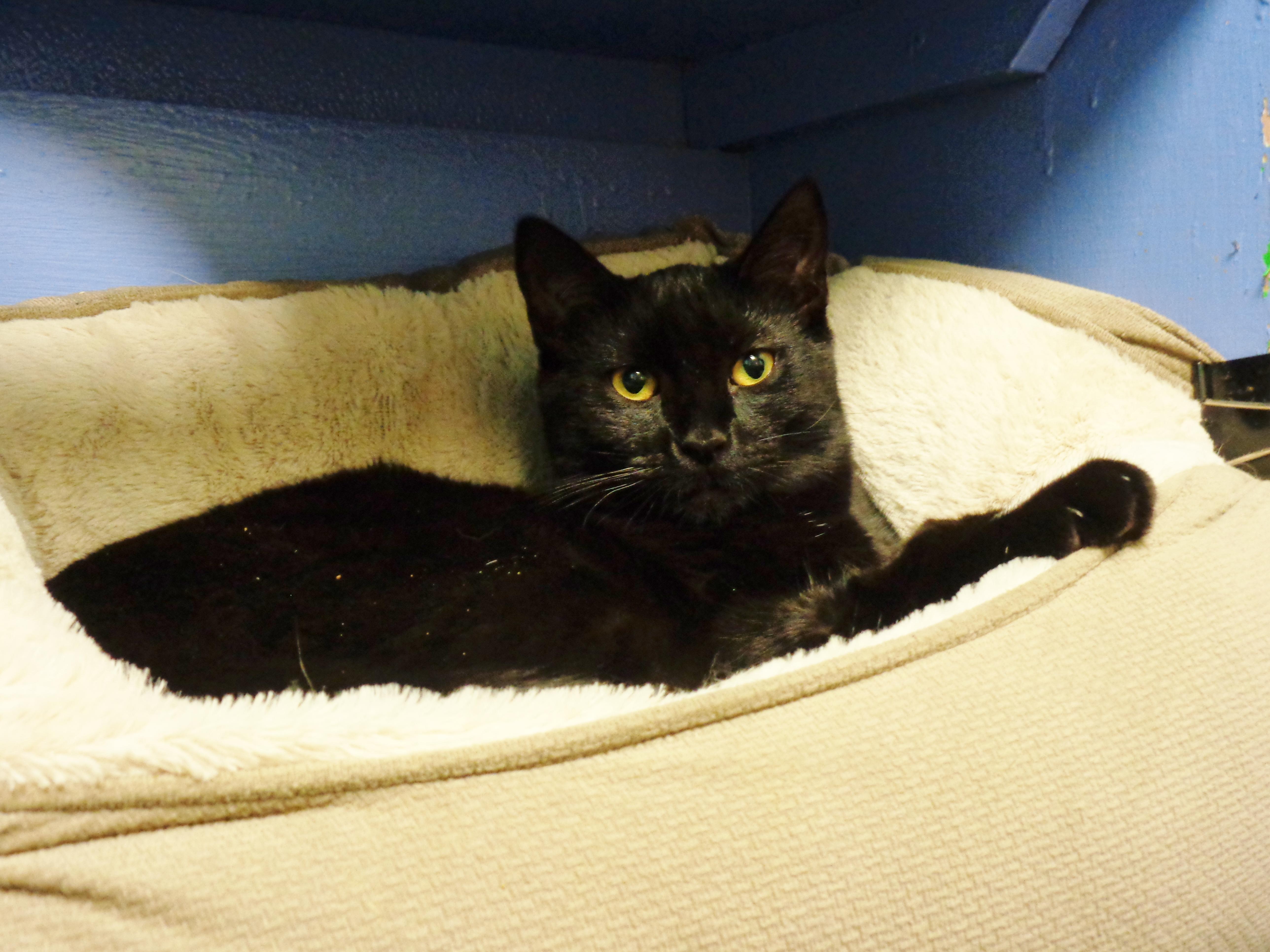 A baby small-sized female Black Domestic Short Hair cat named Siegfrieda for adoption in Delhi, NY
