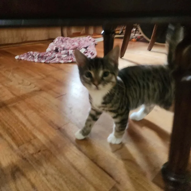 A baby small-sized female Tabby (Buff / Tan / Fawn) Domestic Short Hair cat named Cinder for adoption in Gladstone, OR