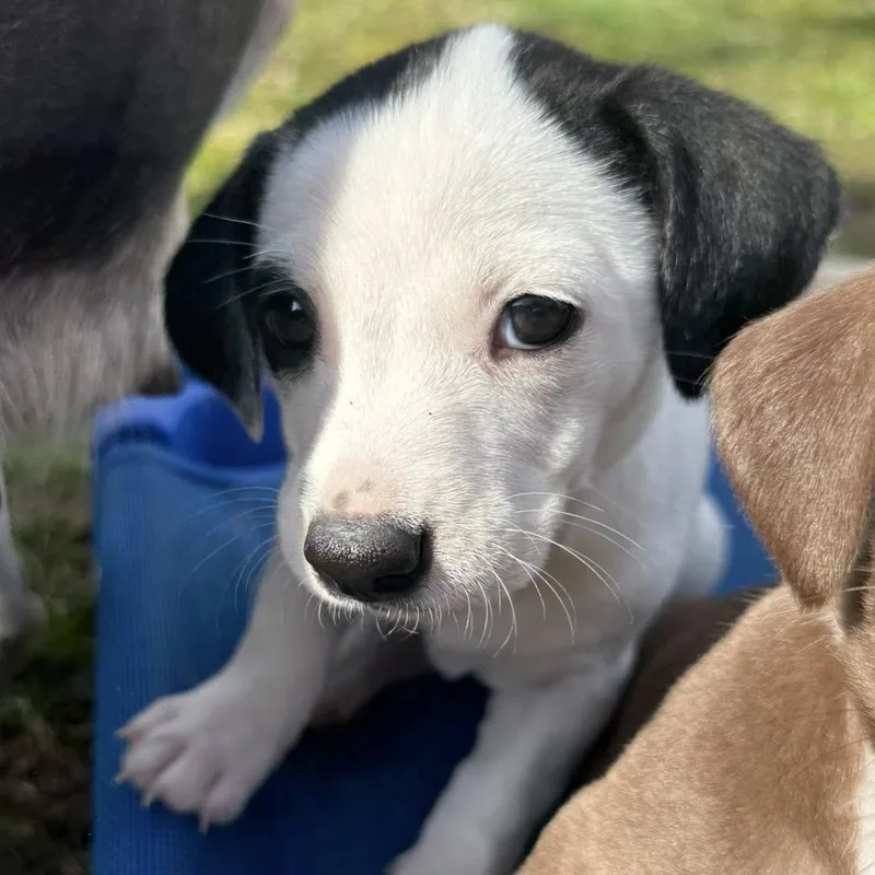 A baby small-sized female Black Beagle dog named Kylie for adoption in Nanuet, NY