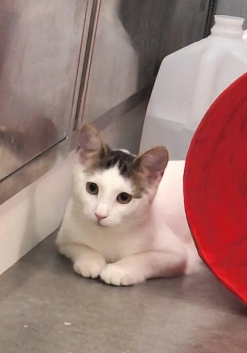 A baby medium-sized female White Domestic Short Hair cat named Peony for adoption in Spring Brook, NY