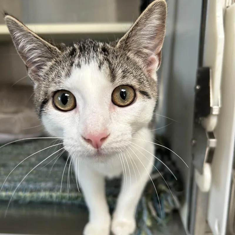 A baby medium-sized male White Domestic Short Hair cat named Ukulele KS for adoption in Denver, CO