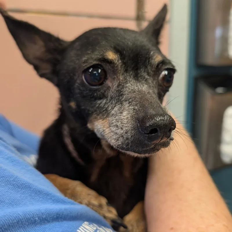 A senior small-sized female Black Mixed Breed dog named June Bug for adoption in Huntsville, AR
