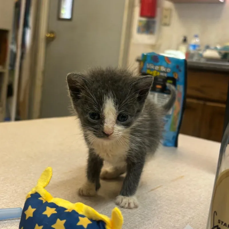A baby small-sized male Gray / Blue / Silver Domestic Short Hair cat named Rugby for adoption in Hinesville, GA