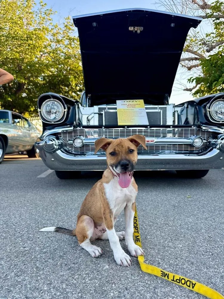 A baby medium-sized male Boxer dog named Barkley for adoption in Canyon Country, CA