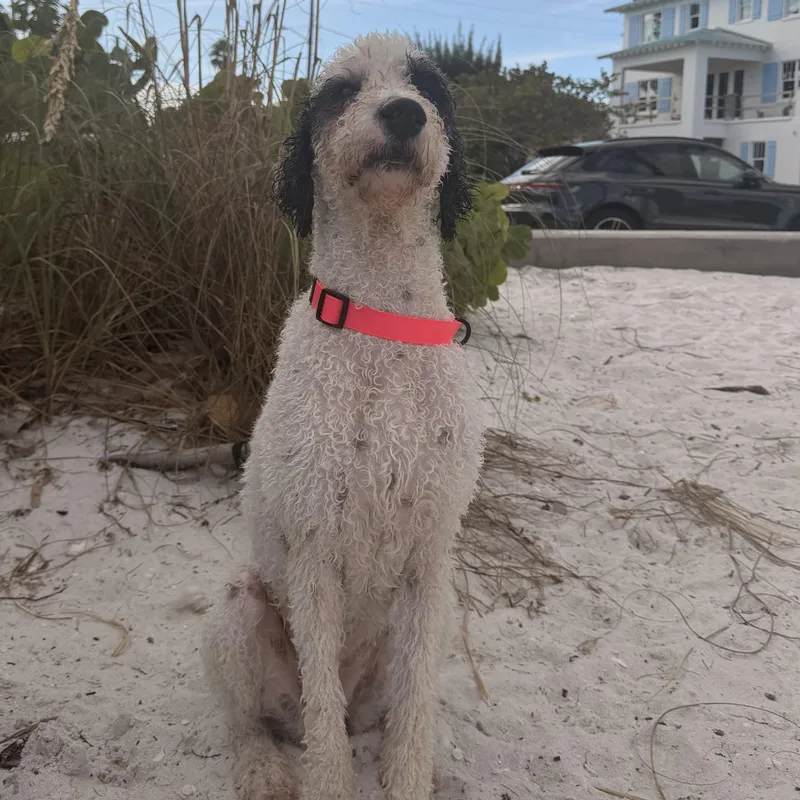 An adult medium-sized female Standard Poodle dog named Ravioli for adoption in Tampa, FL