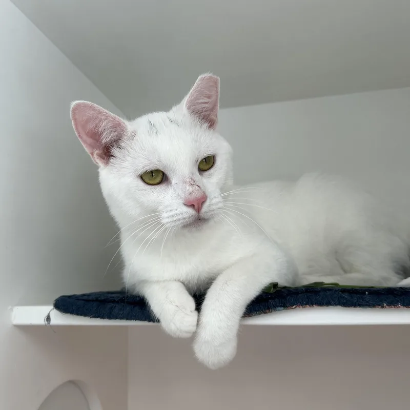 An adult medium-sized male White Domestic Short Hair cat named Axel Rose for adoption in La Grange Park, IL