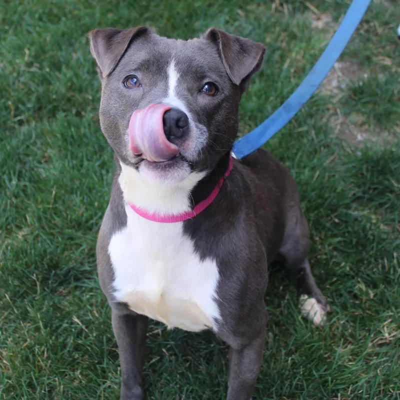 An adult medium-sized female Gray / Blue / Silver American Staffordshire Terrier dog named Ceelee for adoption in Champaign, IL