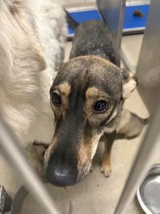 An adult medium-sized female German Shepherd Dog dog named Trudi for adoption in North Richland Hills, TX