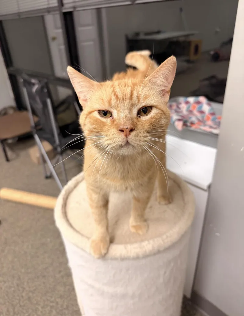 Cheddar Bob