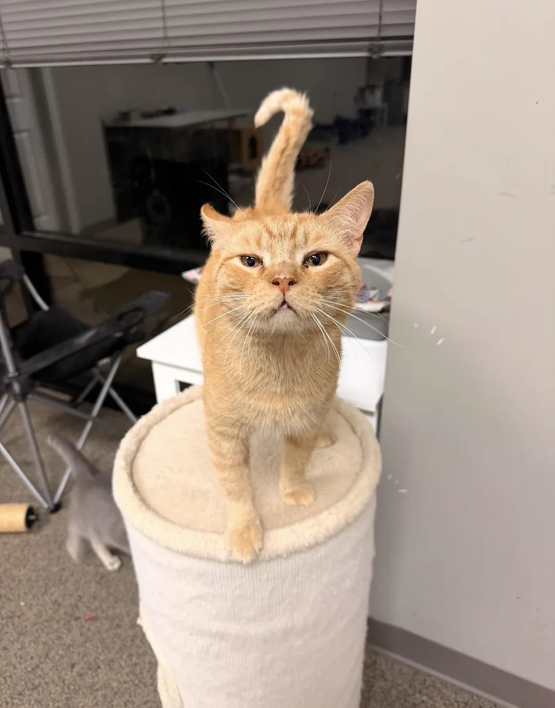 Cheddar Bob thumbnail 2